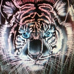 An image of a tiger with blue eyes.